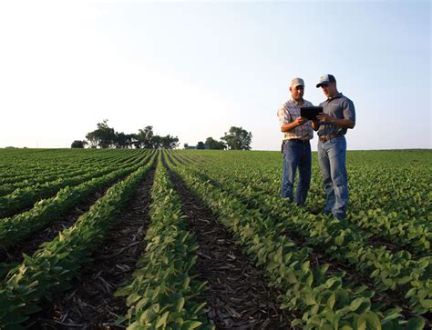 channel soybean seed